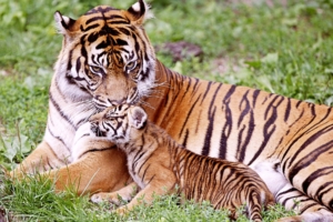 Tiger & Baby Tiger660855703 300x200 - Tiger & Baby Tiger - Tiger, Baby